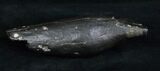 Large Fossil Sperm Whale Tooth - / (Miocene) #4702-3